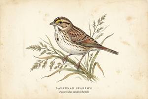 Savannah Sparrow illustration