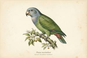 Scaly-headed Parrot illustration