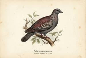 Scaly-naped Pigeon illustration