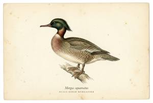Scaly-sided Merganser illustration