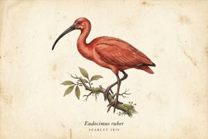 Scarlet Ibis illustration