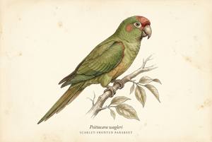 Scarlet-fronted Parakeet illustration