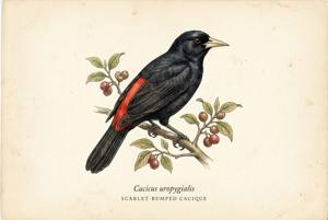 Scarlet-rumped Cacique illustration