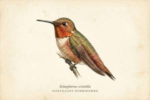 Scintillant Hummingbird illustration