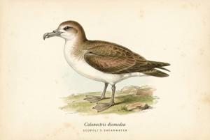 Scopoli's Shearwater illustration