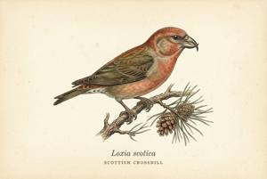 Scottish Crossbill illustration