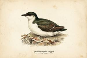 Scripps's Murrelet illustration