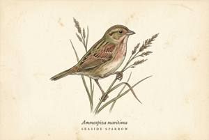 Seaside Sparrow illustration