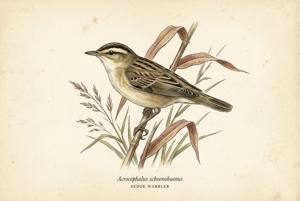Sedge Warbler illustration