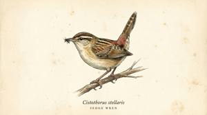 Sedge Wren illustration