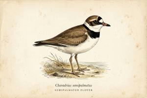 Semipalmated Plover illustration