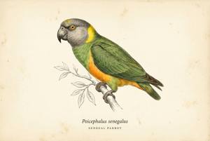 Senegal Parrot illustration