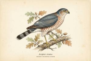 Sharp-shinned Hawk illustration