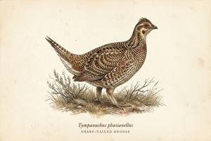 Sharp-tailed Grouse illustration