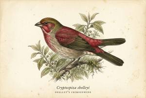 Shelley's Crimsonwing illustration