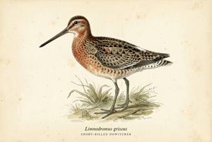 Short-billed Dowitcher illustration