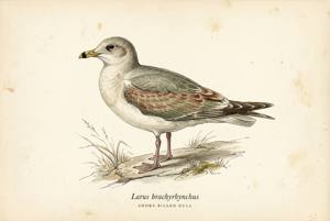 Short-billed Gull illustration