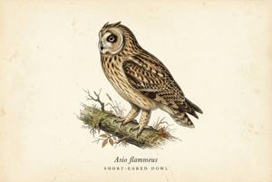 Short-eared Owl illustration