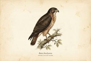 Short-tailed Hawk illustration
