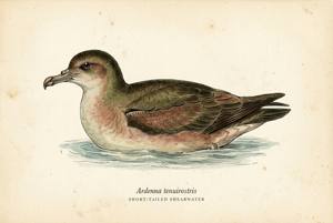 Short-tailed Shearwater illustration
