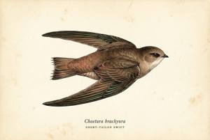 Short-tailed Swift illustration