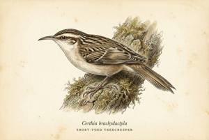 Short-toed Treecreeper illustration