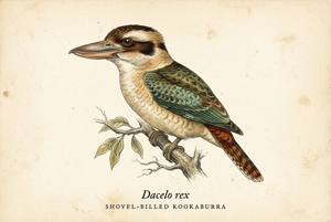 Shovel-billed Kookaburra illustration