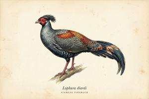 Siamese Fireback illustration