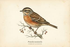 Siberian Accentor illustration