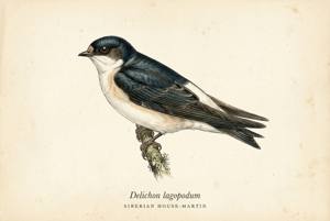 Siberian House-Martin illustration