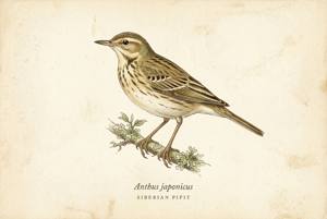 Siberian Pipit illustration