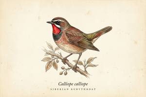 Siberian Rubythroat illustration