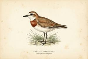 Siberian Sand-Plover illustration