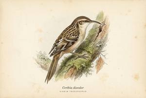 Sikkim Treecreeper illustration