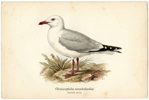 Silver Gull illustration