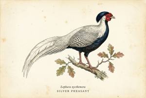 Silver Pheasant illustration