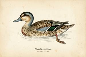 Silver Teal illustration