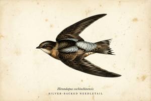 Silver-backed Needletail illustration