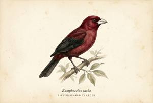 Silver-beaked Tanager illustration