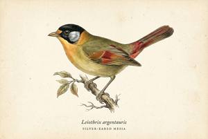 Silver-eared Mesia illustration