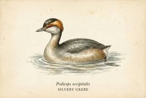 Silvery Grebe illustration