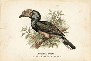 Silvery-cheeked Hornbill illustration