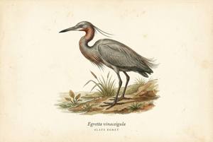 Slaty Egret illustration