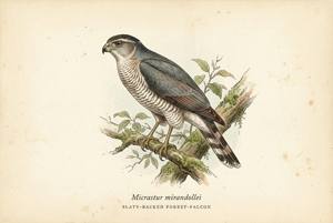 Slaty-backed Forest-Falcon illustration