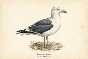 Slaty-backed Gull illustration