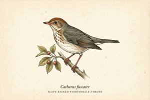 Slaty-backed Nightingale-Thrush illustration