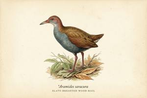 Slaty-breasted Wood-Rail illustration