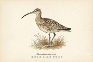 Slender-billed Curlew illustration