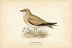Small Pratincole illustration