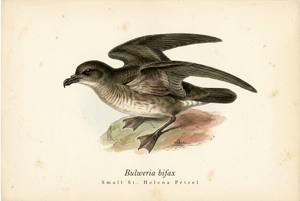Small St. Helena Petrel illustration